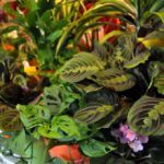 Houseplant Care Tips For Indoor Container Plants