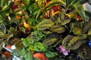 Houseplant Care Tips For Indoor Container Plants