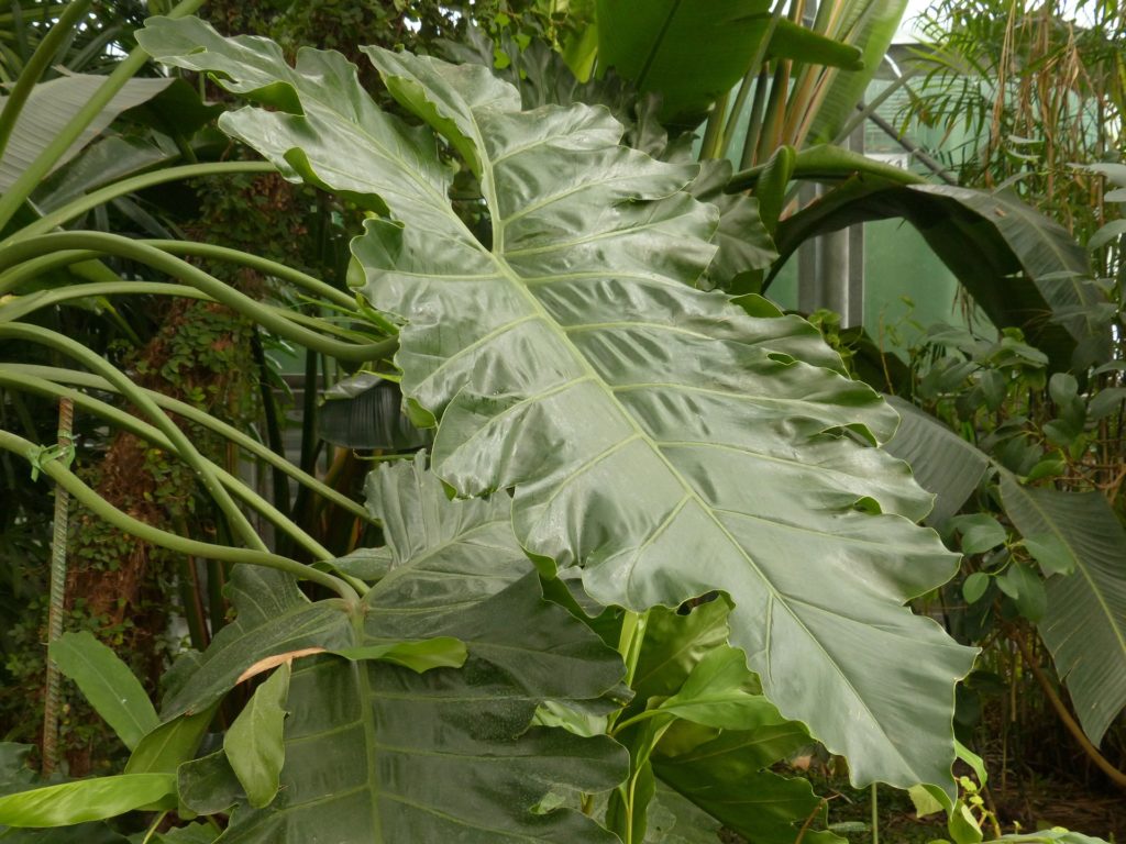 philodendron large leaf