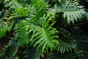 Oct  6, Polka Dot Plant Care: How to Grow Hypoestes phyllostachya Indoors