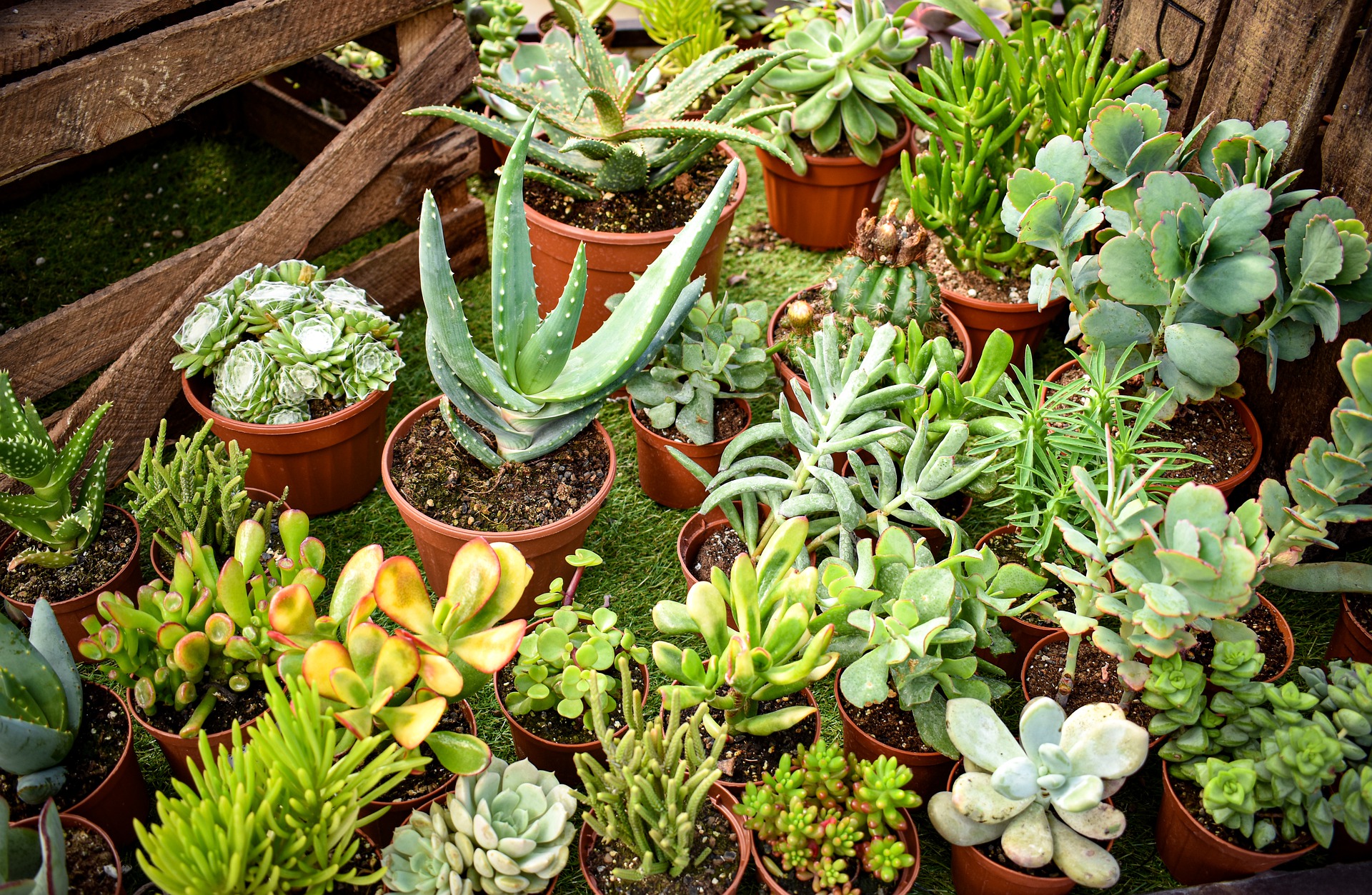 succulents houseplants reviews