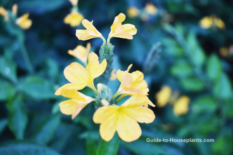 firecracker flower, crossandra infundibuliformis, flowering house plant