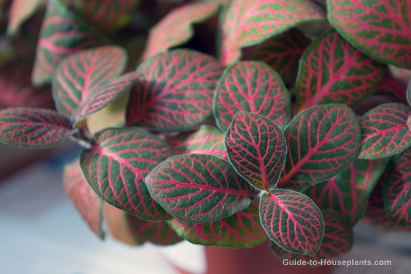 nerve plant, fittonia