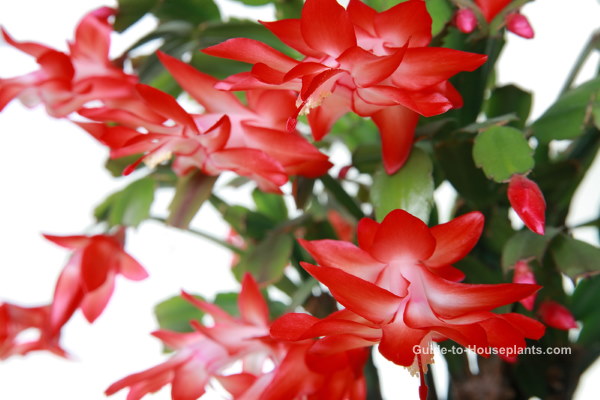 house plants safe for cats, christmas cactus