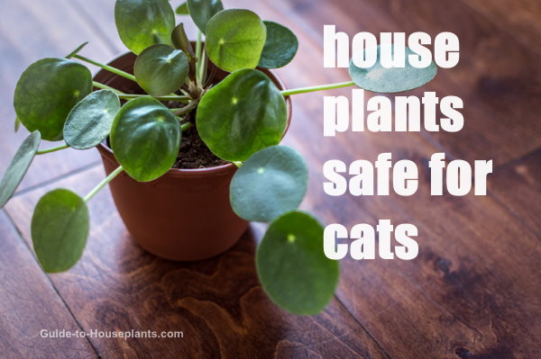 pilea peperomioides, house plants safe for cats