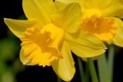 forcing daffodils