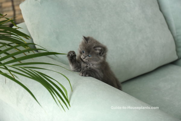 house plants safe for cats