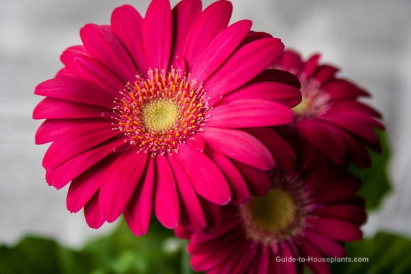 house plants safe for cats, gerbera daisies