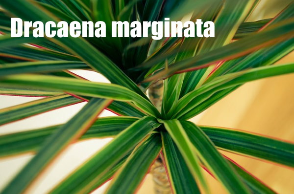 dracaena marginata, dragon tree