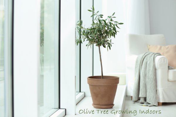 growing olive tree indoors