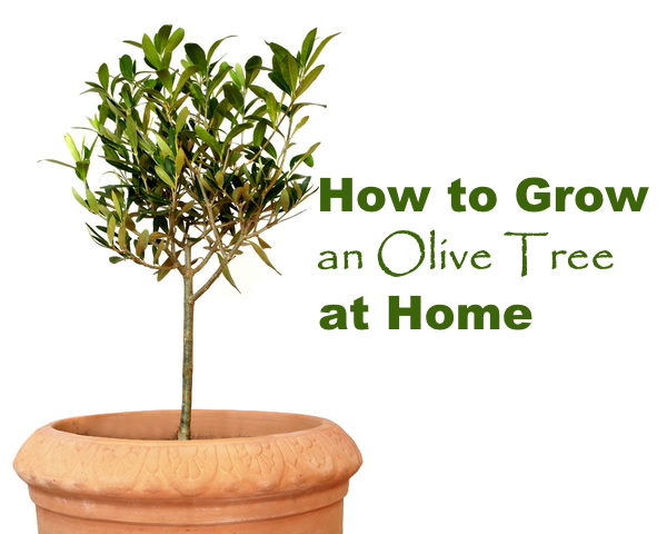 growing olive trees indoors