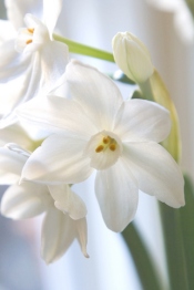 paper white narcissus, forcing paperwhites, paperwhite bulbs, paperwhites