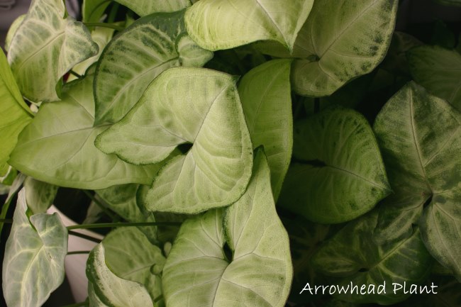 arrowhead plant, syngonium podophyllum, common house plants, house plants