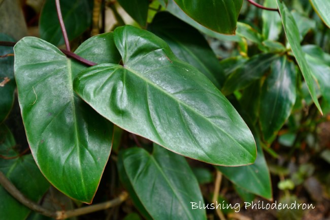 blushing philodendron, philodendron erubescens