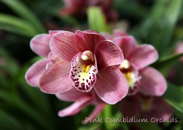cymbidium orchid plant