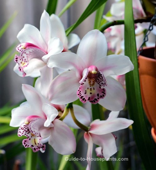 cymbidium, cymbidium orchid plants, growing orchids indoors, orchid houseplants
