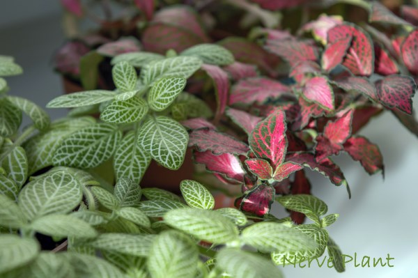 nerve plant, fittonia