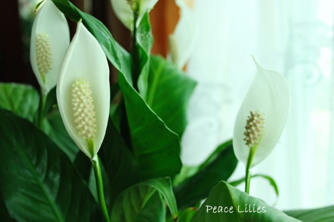 peace lily, spathiphyllum