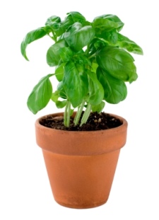 how to grow basil