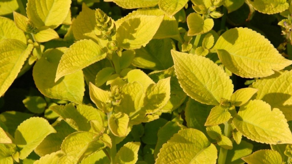 Fairway Yellow Coleus