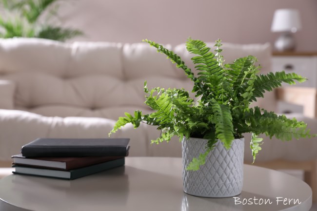 growing boston fern indoors