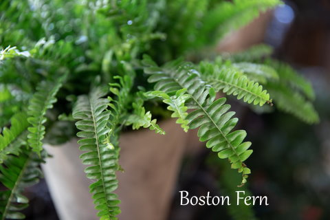 boston ferns, caring for boston ferns, nephrolepsis exaltata
