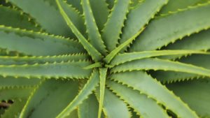 Many Uses for Aloe Vera Plants