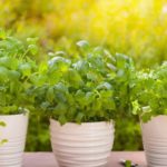 5 Easy Indoor Herbs