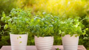 5 Easy Indoor Herbs