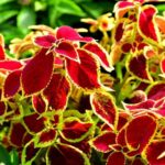 Colorful Foliage For Your Home: 5 Plants That Pop With Color