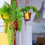 6 Houseplants For A Cold Home