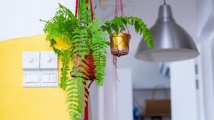 6 Houseplants For A Cold Home