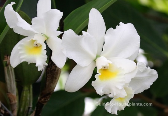 cattleya orchids, growing orchids, caring for orchids, white orchids