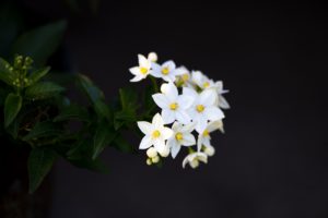 How Long Can Plants Go Without Light